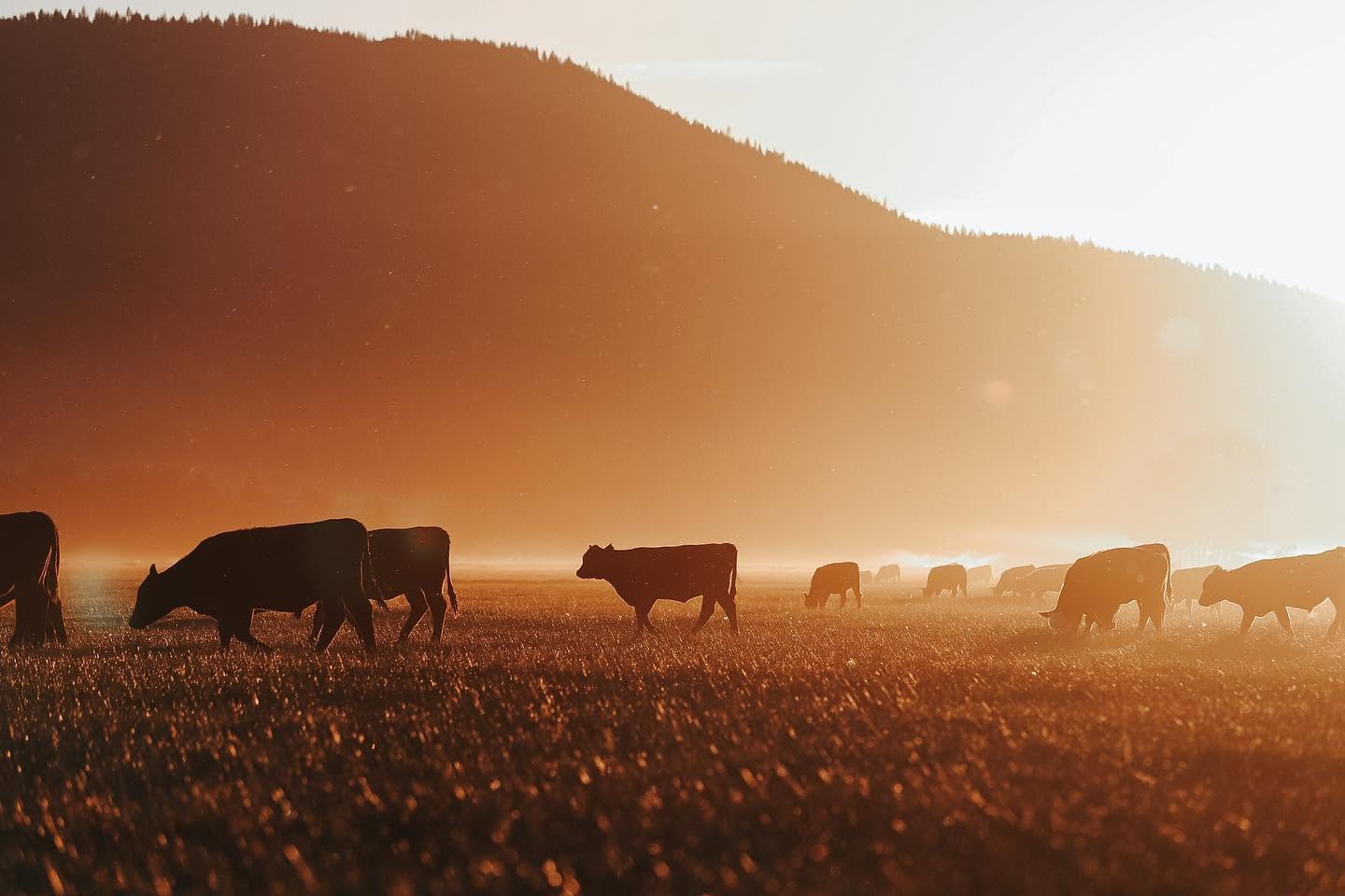 Cattle grazing in a pasture silhouetted by golden hour light with mountains in the background